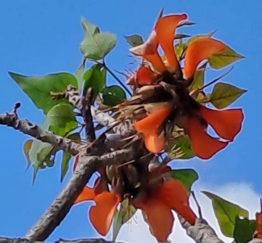 Erythrina afra leaves
